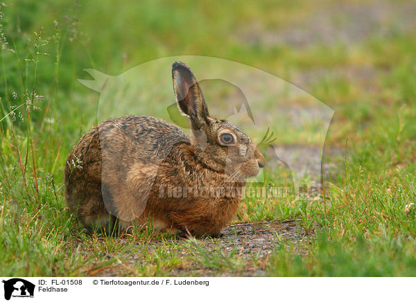 Feldhase / european brown hare / FL-01508