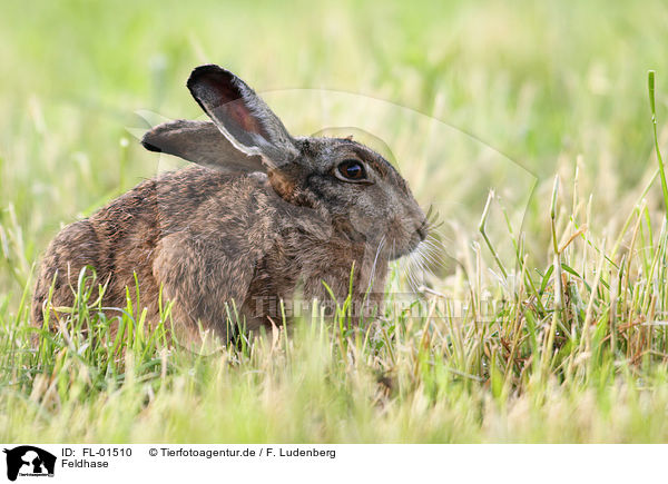 Feldhase / european brown hare / FL-01510