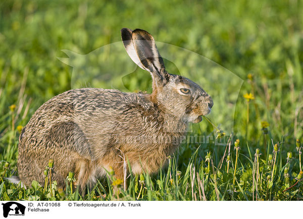 Feldhase / brown hare / AT-01068