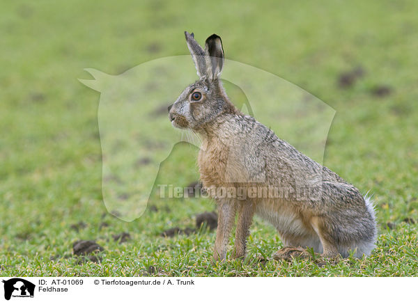 Feldhase / brown hare / AT-01069