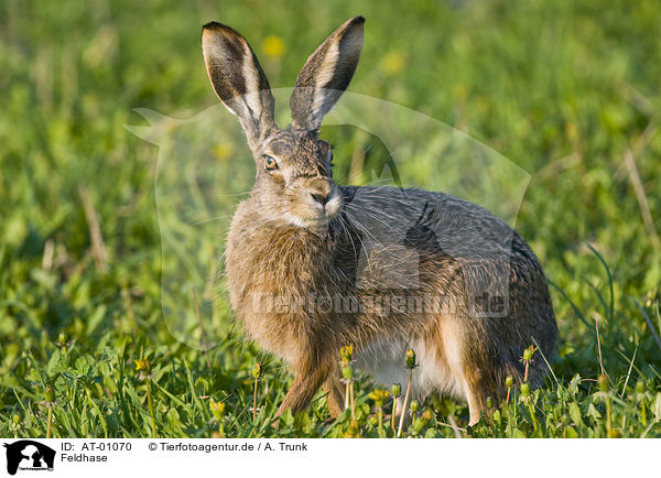 Feldhase / brown hare / AT-01070