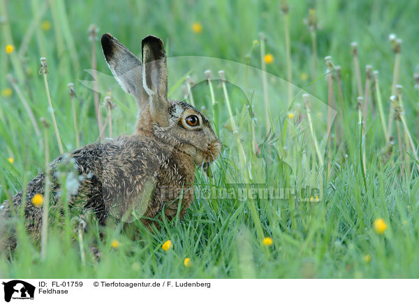 Feldhase / brown hare / FL-01759