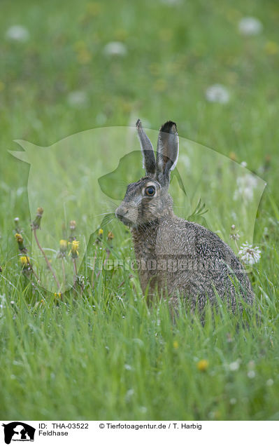 Feldhase / brown hare / THA-03522