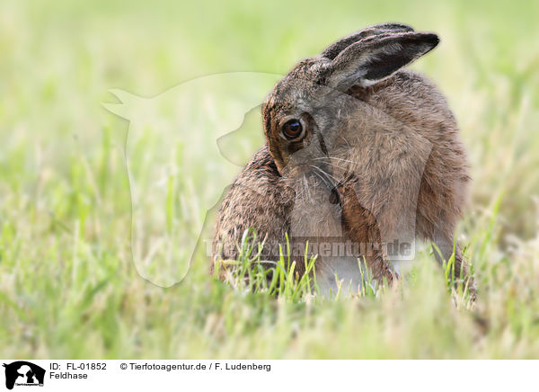 Feldhase / brown hare / FL-01852