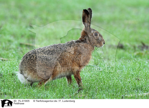 Feldhase / brown hare / FL-01905