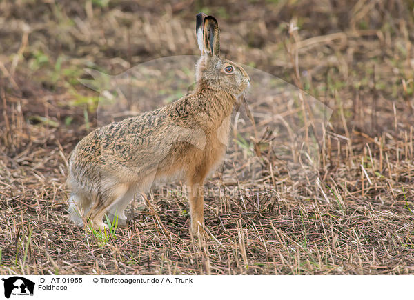 Feldhase / brown hare / AT-01955