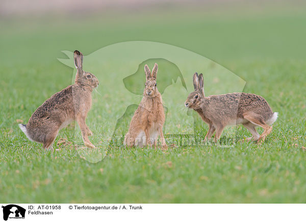 Feldhasen / brown hares / AT-01958