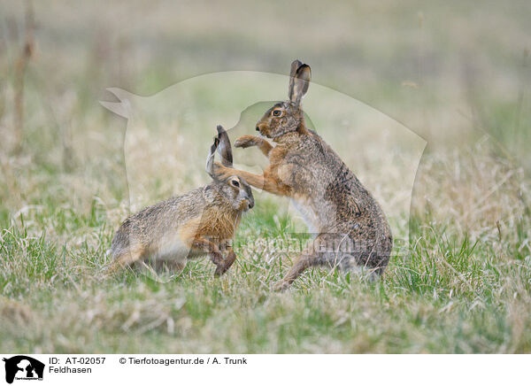 Feldhasen / brown hares / AT-02057