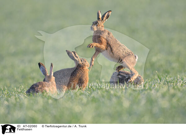 Feldhasen / brown hares / AT-02060