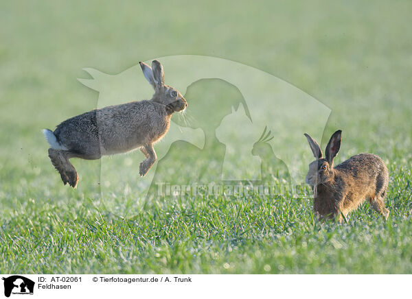 Feldhasen / brown hares / AT-02061
