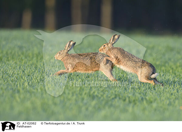 Feldhasen / brown hares / AT-02062