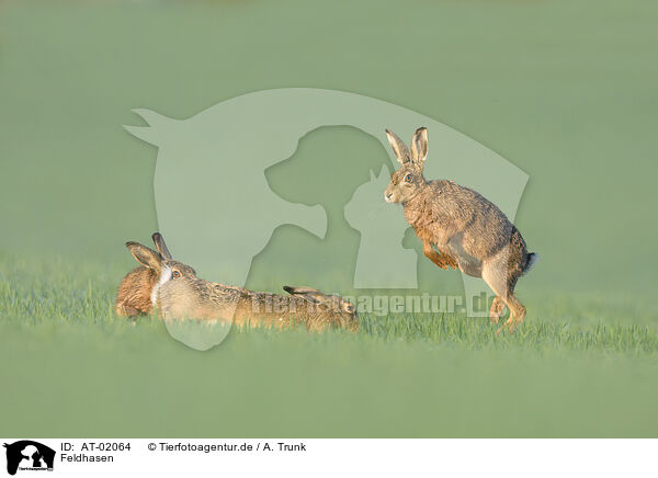 Feldhasen / brown hares / AT-02064
