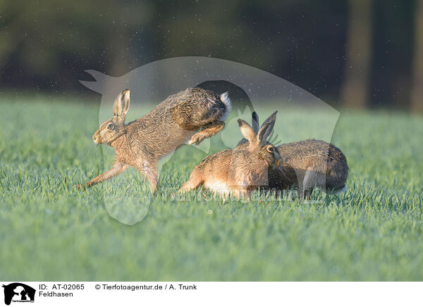 Feldhasen / brown hares / AT-02065
