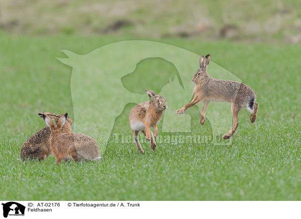 Feldhasen / brown hares / AT-02176
