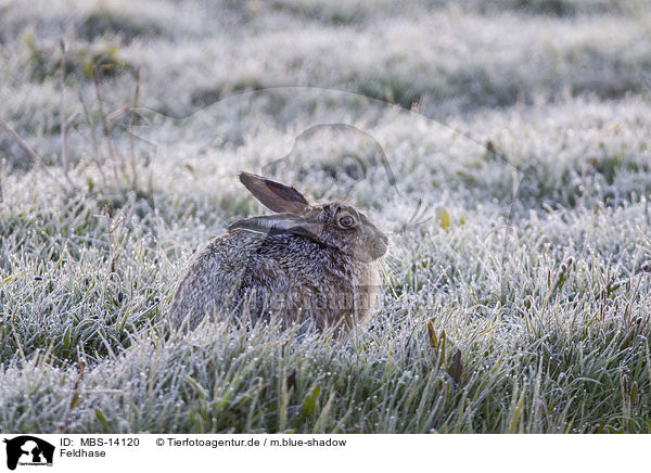 Feldhase / brown hare / MBS-14120