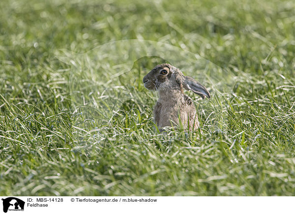 Feldhase / brown hare / MBS-14128