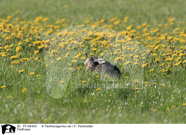 Feldhase / brown hare / FF-06454