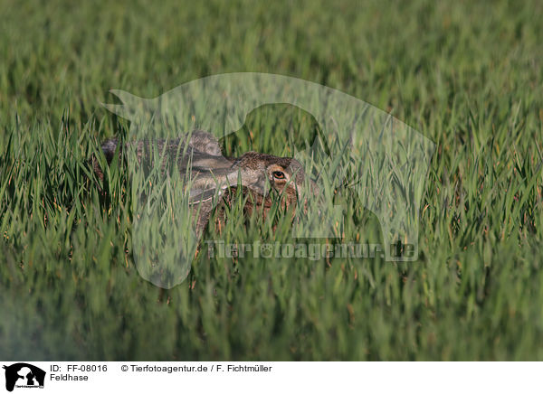 Feldhase / brown hare / FF-08016