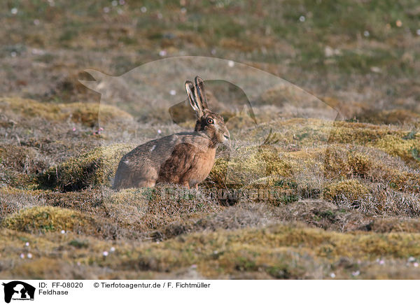 Feldhase / brown hare / FF-08020