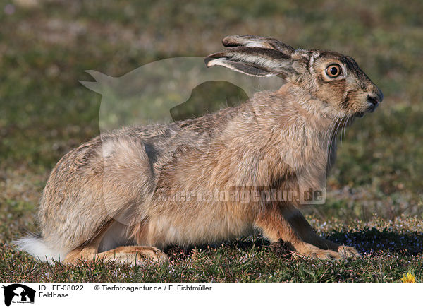 Feldhase / brown hare / FF-08022