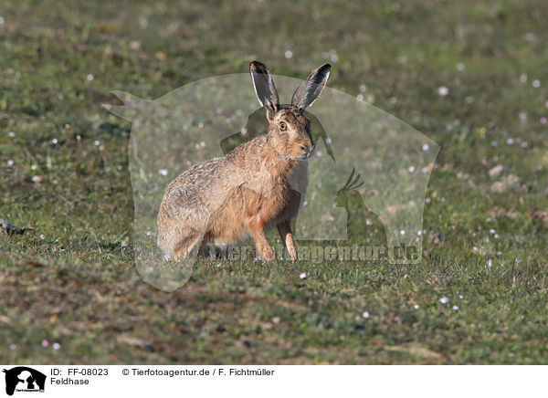Feldhase / brown hare / FF-08023