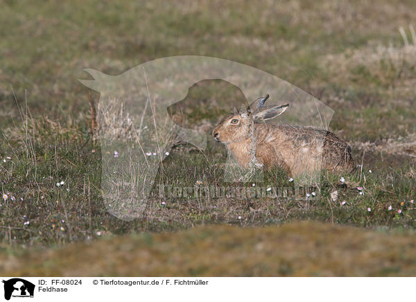 Feldhase / brown hare / FF-08024