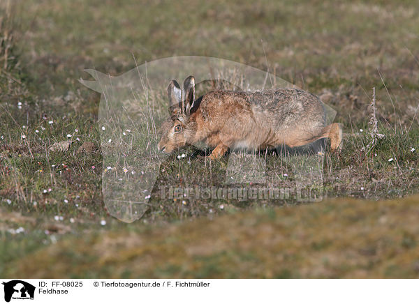 Feldhase / brown hare / FF-08025