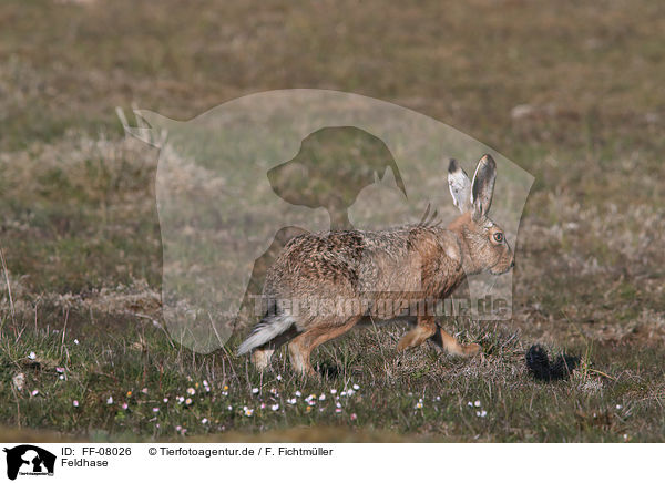 Feldhase / brown hare / FF-08026