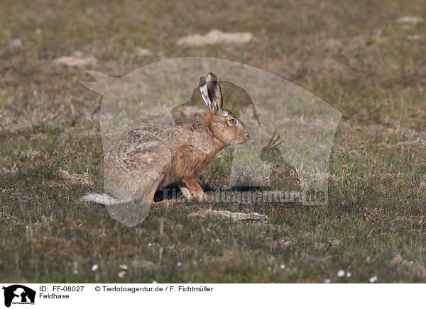Feldhase / brown hare / FF-08027