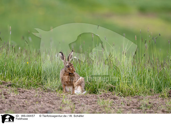 Feldhase / brown hare / WS-08457
