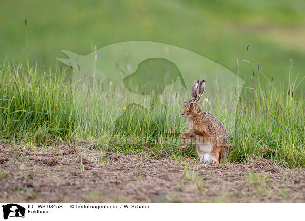 Feldhase / brown hare / WS-08458