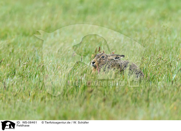 Feldhase / brown hare / WS-08461