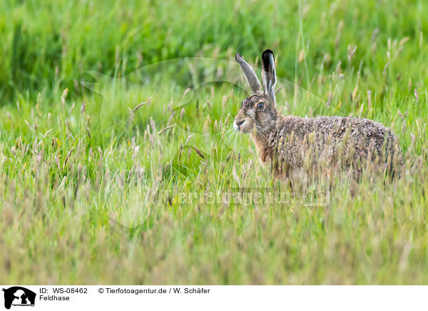 Feldhase / brown hare / WS-08462
