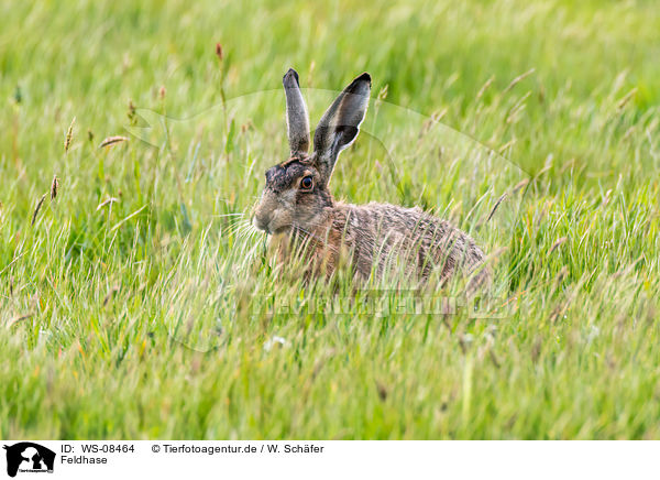 Feldhase / brown hare / WS-08464