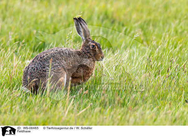 Feldhase / brown hare / WS-08465