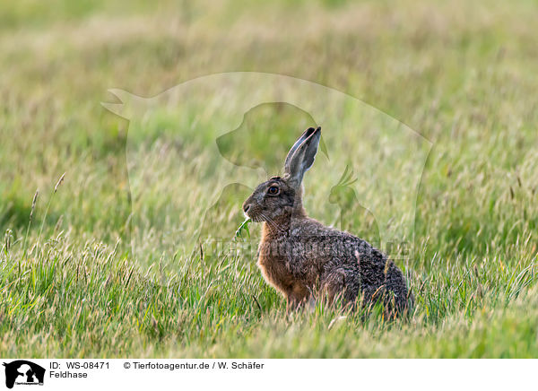 Feldhase / brown hare / WS-08471