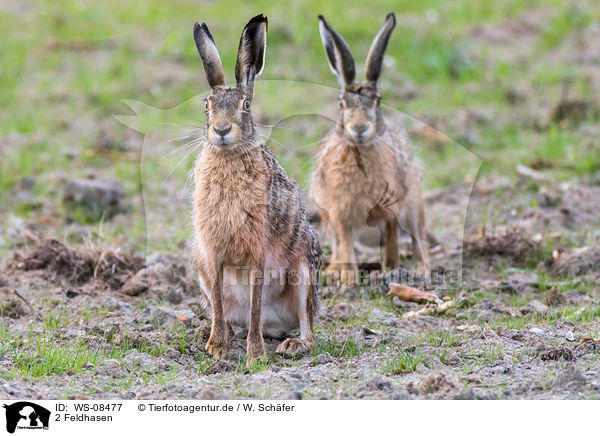 2 Feldhasen / 2 brown hares / WS-08477