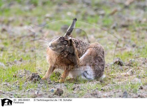 Feldhase / brown hare / WS-08481