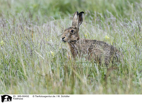 Feldhase / brown hare / WS-08492
