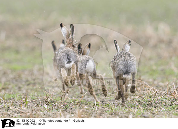 rennende Feldhasen / running Brown Hares / IG-02092