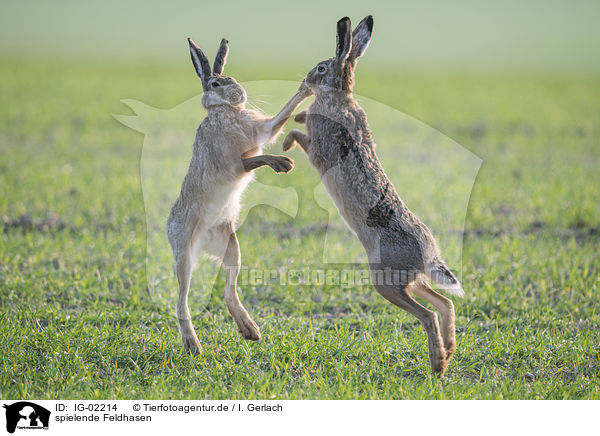 spielende Feldhasen / playing Brown Hares / IG-02214