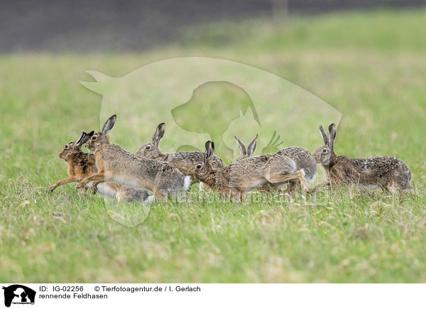 rennende Feldhasen / running Brown Hares / IG-02256
