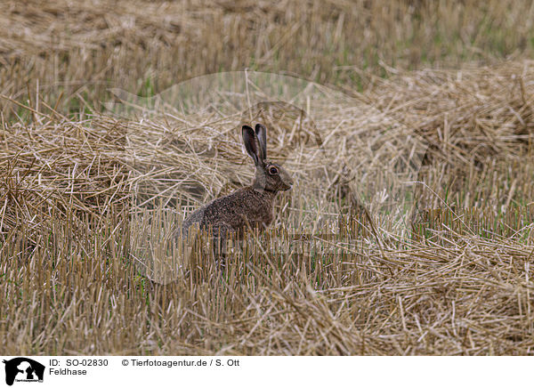 Feldhase / European brown hare / SO-02830