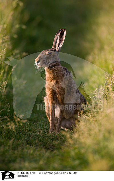 Feldhase / brown hare / SO-03179