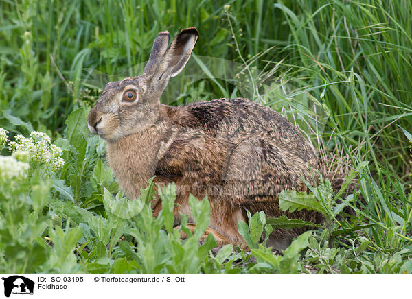 Feldhase / brown hare / SO-03195
