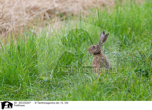 Feldhase / brown hare / SO-03207