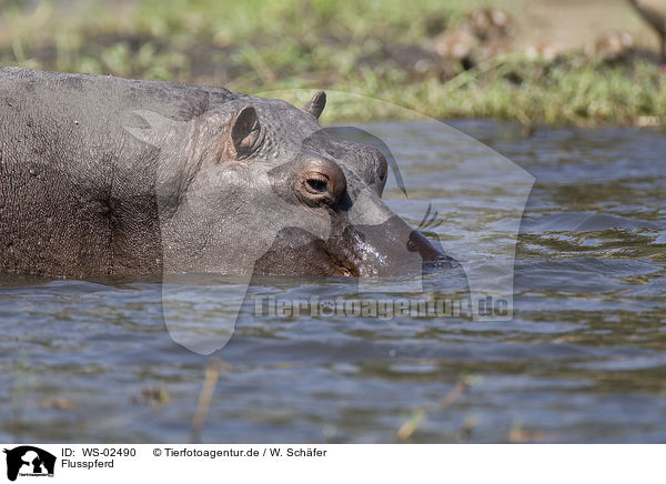 Flusspferd / hippo / WS-02490