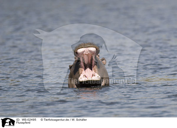 Flusspferd / hippo / WS-02495