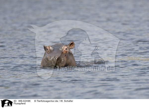 Flusspferd / hippo / WS-02496