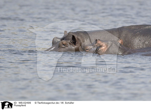 Flusspferd / hippo / WS-02499